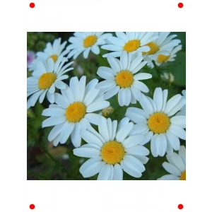 Beyaz Kalıcı Alman Papatyası Tohumu (15 Adet)