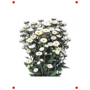 Beyaz Kasımpatı F1 Çiçek Tohumu (15 Adet)