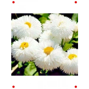 Beyaz Katmerli Şeker Tabağı F1 Tohumu (30 Adet)