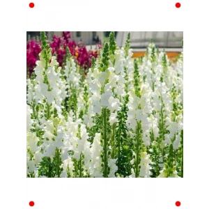 Beyaz Kesimlik Aslanağzı Çiçeği Tohumu (20 Adet)