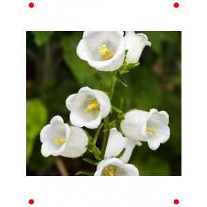 Beyaz ni ş Çan Çiçeği Tohumu (5 Adet)