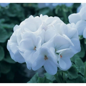 Beyaz Renkli Sardunya Tohumu, 5 Adet