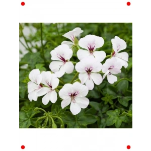 Beyaz Sakız Sardunya Tohumu (3 Adet)