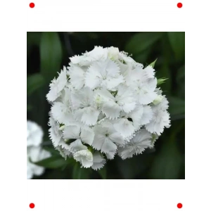 Beyaz Tek Katlı Uzun Karanfil Tohumu (5 Adet)