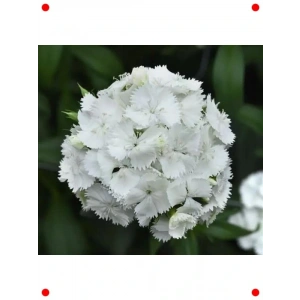 Beyaz Tek Katlı Uzun Karanfil Tohumu (5 Adet)