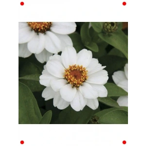 Beyaz Zinnia Tohumu (ni Çok Çiçekli, 8 Adet)