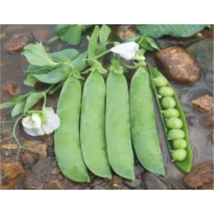 Bezelye Tohumu - Aksel 10 gr