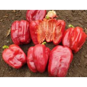 Biber Antep Dolmalık Tohumu - Aksel 10 gr