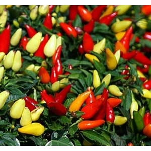 BİBER BİBERİYE (SARI KONİK) (ÇOKLU TOHUM) - 3 Gram