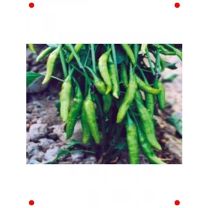 Biber Cin Tohumu - Acı Lezzet İçin 10 gr