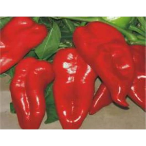 Biber Yağlık Tohumu - Aksel 10 gr