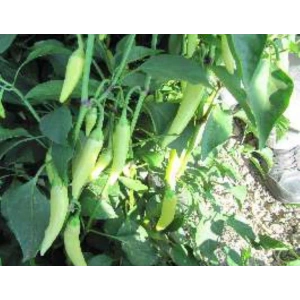 Biber Zarife Tohumu - Aksel 10 gr