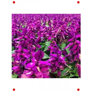 Bodur Ateş Çiçeği Tohumu (Leylak Renk) - 15 Adet