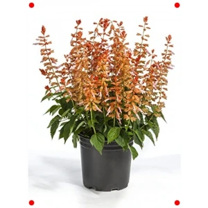 Bodur Ateş Çiçeği Tohumu Somon Renk (Çok Çiçekli) - 15 Adet