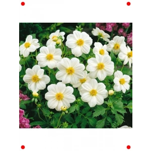 Bodur Beyaz Yıldız Çiçeği Tohumu