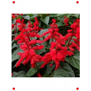 Bodur Kırmızı Ateş Çiçeği Tohumu (15 Adet)