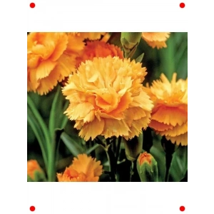 Bodur Kokulu Turuncu Karanfil  Tohumu (10 Adet)