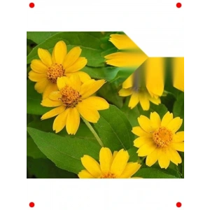 Bodur Madalyon Çiçeği  Tohumu (10 Adet)