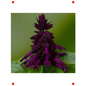 Bodur Mor Ateş Çiçeği Tohumu (Çok Çiçekli) - 15 Adet