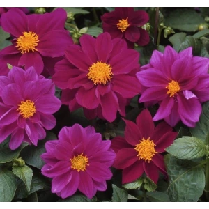 Bodur Mor Renkli Yıldız Çiçeği Tohumu - 10 Adet