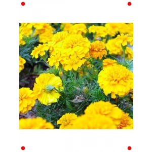 Bodur Sarı Fransız Kadife Çiçeği Tohumu (10 Adet)