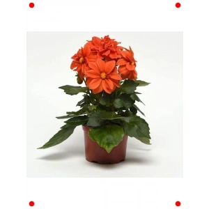 Bodur Turuncu Yıldız Çiçeği Tohumu - 10 Adet