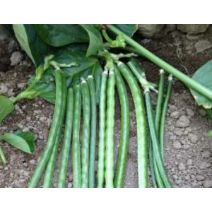 Börülce Tohumu - 10 Gr Verimli Seçenek