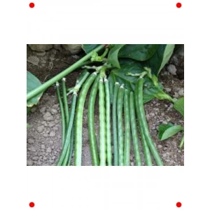 Börülce Tohumu (10 gram)