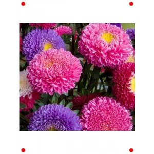 Boylu Saraypatı Karışık Renk Tohumları - 150 Adet