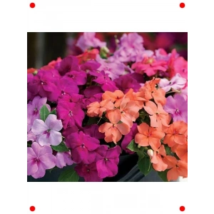 Büyük Çiçekli Karışık Renk Cam Güzeli Tohumu (8 Adet)