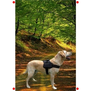 Büyük Irk Köpekler İçin Sağlam Göğüs Tasması