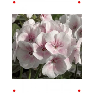 Büyük Top Çiçekli Sardunya Tohumu Lekeli Pembe - 5 Adet