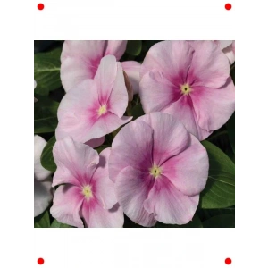 Buz Pembe Rozet Çiçeği Tohumu (15 Adet)