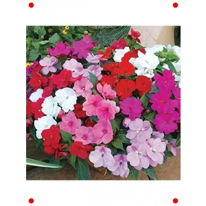 Cam Güzeli Çiçeği Tohumu (Karışık Renkler)