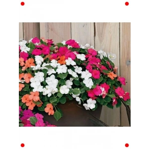 Cam Güzeli Karışık Renk Tohumları - 100 Adet