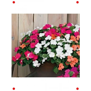 Cam Güzeli Karışık Renk Tohumları - 100 Adet