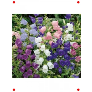 Çan Çiçeği Karışık Renk Tohumları - 500 Adet