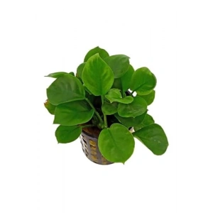 Canlı Bitki, 5-6 Yapraklı Anubias Barteri