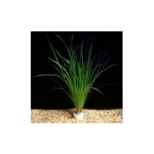 Canlı Cyperus Juncus Saksı Bitkisi, Şık Kullanım