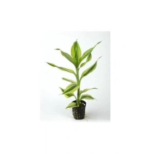 Canlı Dracaena Sanderiana Bitkisi, Saksı ile Birlikte