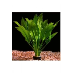 Canlı Echinodorus icus Bitkisi ile Akvaryum Dekoru