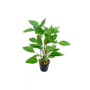 Canlı Limon Saksı Bitkisi ile Evinize Enerji Katın