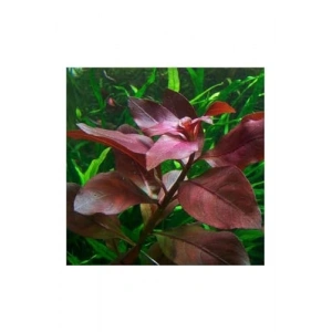 Canlı Ludwigia Repens Rubin Saksı ile Bitki Yetiştiriciliği