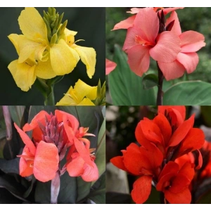 CANNA - TESBİH ÇİÇEĞİ - KARIŞIK (5 Tohum)