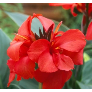 Canna - Tesbih Çiçeği - KIRZI (1 Tohum)