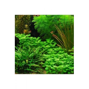 Cardinalis Lobelia Saksı Canlı Bitki, Akvaryum Dekoru