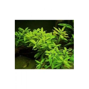 Ceylon Zeytin Renkli Saksıda Canlı Hygrophila Bitkisi