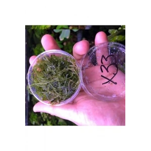 Christmass Moss Kutu Canlı Bitki, Su Bitkileri için Eşsiz Görünüm