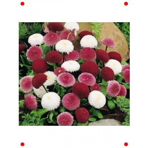 Çilek Papatyası Çiçeği Tohumu