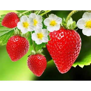 Çilek Tohumu, 100 Adet